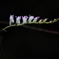 Podochilus malabaricus Wight